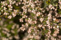 Cryptandra tomentosa