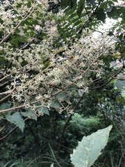 Aralia decaisneana