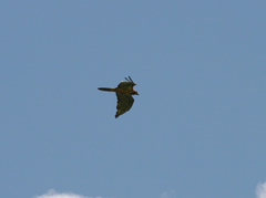 Gypaetus barbatus
