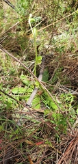 Pterostylis mutica