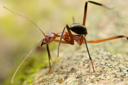 Leptomyrmex tibialis