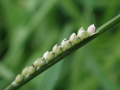 Setaria flavida