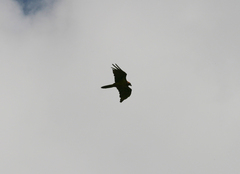 Gypaetus barbatus