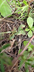 Pterostylis mutica