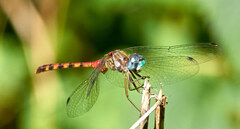 Sympetrum ambiguum