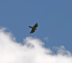 Gypaetus barbatus