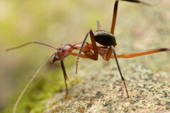 Leptomyrmex tibialis
