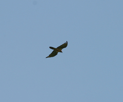 Gypaetus barbatus