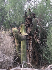 Carnegiea gigantea