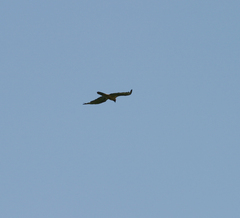 Gypaetus barbatus