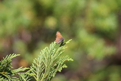 Tharsalea mariposa