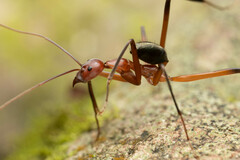 Leptomyrmex tibialis