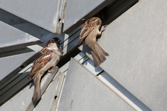 Passer domesticus