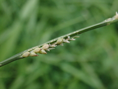 Setaria flavida