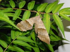 Pachysphinx modesta