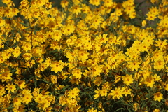 Bidens trichosperma