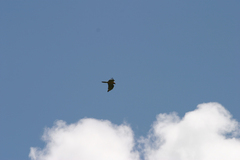 Gypaetus barbatus