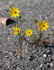 Bidens trichosperma