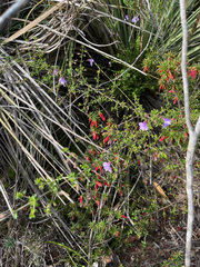 Prostanthera spinosa