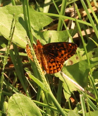 Boloria bellona
