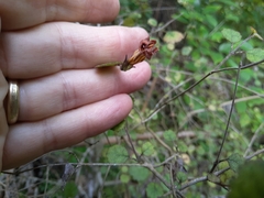 Rhabdothamnus solandri