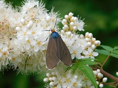 Ctenucha virginica