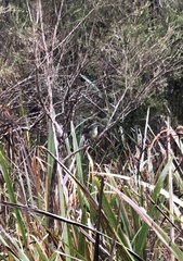 Sericornis frontalis