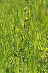 Ranunculus orthorhynchus platyphyllus