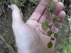 Rhabdothamnus solandri