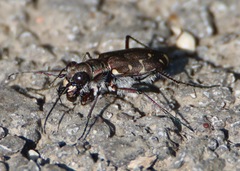Cicindela duodecimguttata