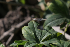 Ischnura fluviatilis