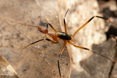 Leptomyrmex cnemidatus