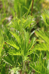 Ranunculus orthorhynchus platyphyllus