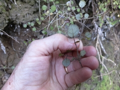 Rhabdothamnus solandri