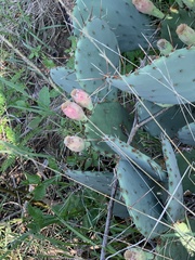 Opuntia macrorhiza