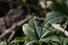 Ischnura fluviatilis