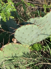 Opuntia macrorhiza