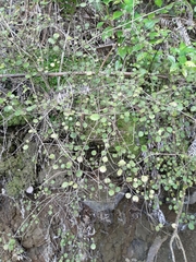 Rhabdothamnus solandri