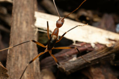 Leptomyrmex cnemidatus