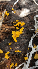 Dacrymyces spathularia