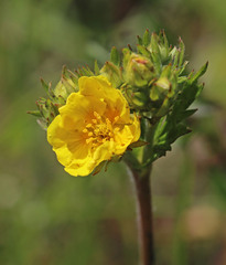 Ranunculus orthorhynchus platyphyllus