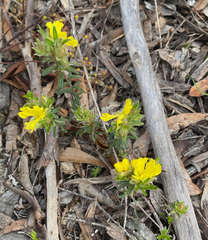 Hibbertia platyphylla