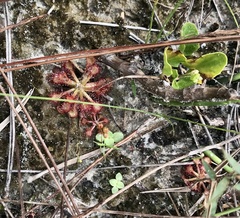 Drosera capillaris