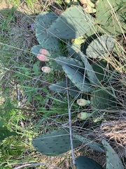 Opuntia macrorhiza