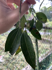 Cinnamomum insularimontanum