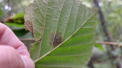 Cameraria hamameliella