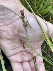 Juncus dudleyi