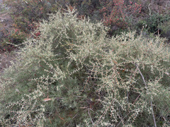 Hakea nodosa