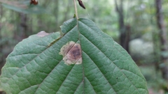Cameraria hamameliella