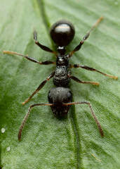 Pseudonotoncus hirsutus